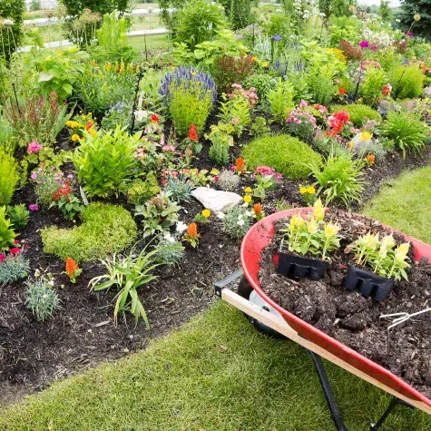 brouette avec des fleurs et de la terre dedans